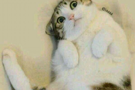 新丰贷款清欠服务